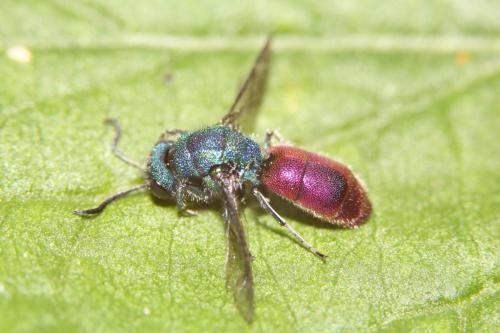 Réf. 315 391 : Chrysura radians